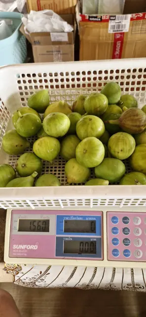 Everyday Fresh Figs, real photo