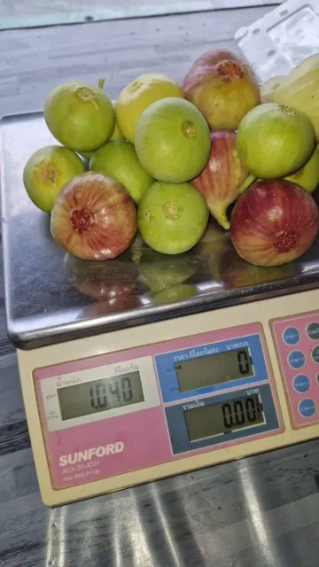 Everyday Fresh Figs, real photo