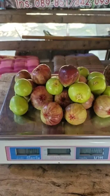 Everyday Fresh Figs, real photo