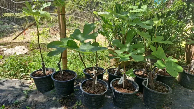 Everyday Fresh Figs, real photo