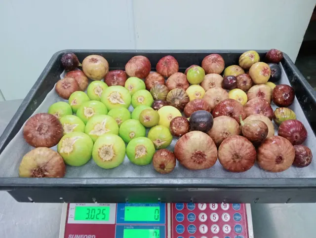Everyday Fresh Figs, real photo