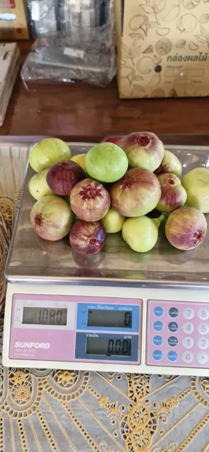 Everyday Fresh Figs, real photo