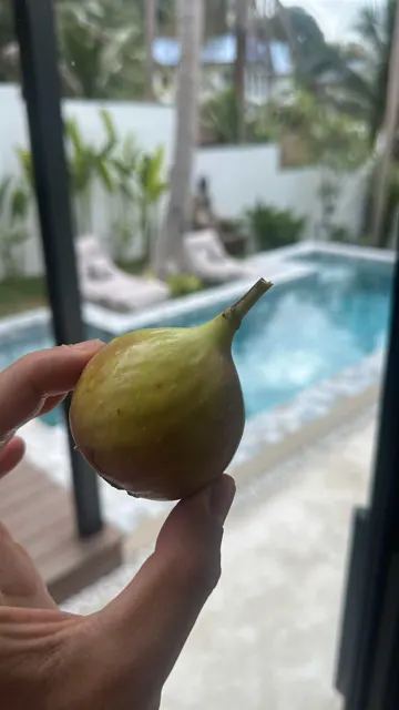 Everyday Fresh Figs, real photo