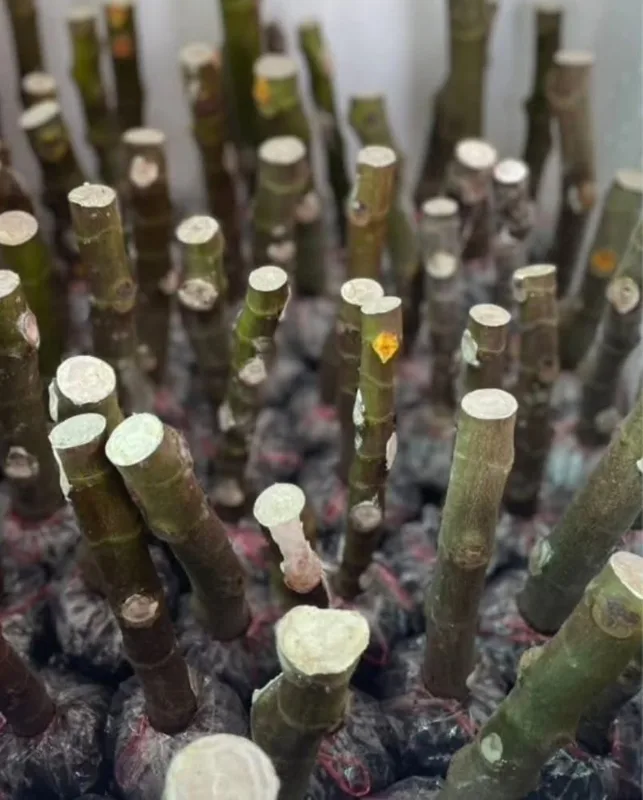 Rooted cuttings, ready to plant