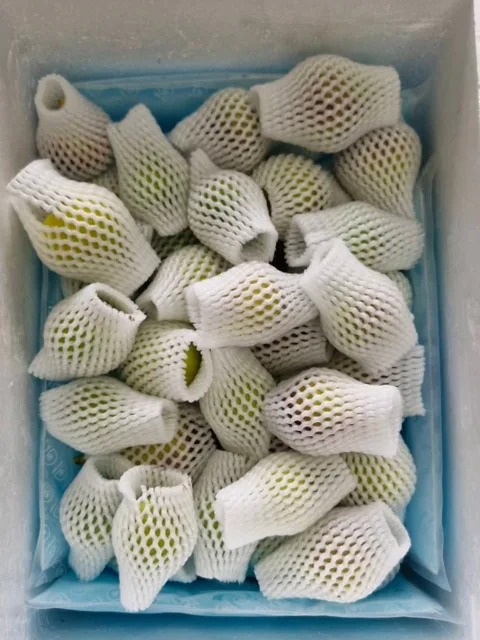 Everyday Fresh Figs, real photo