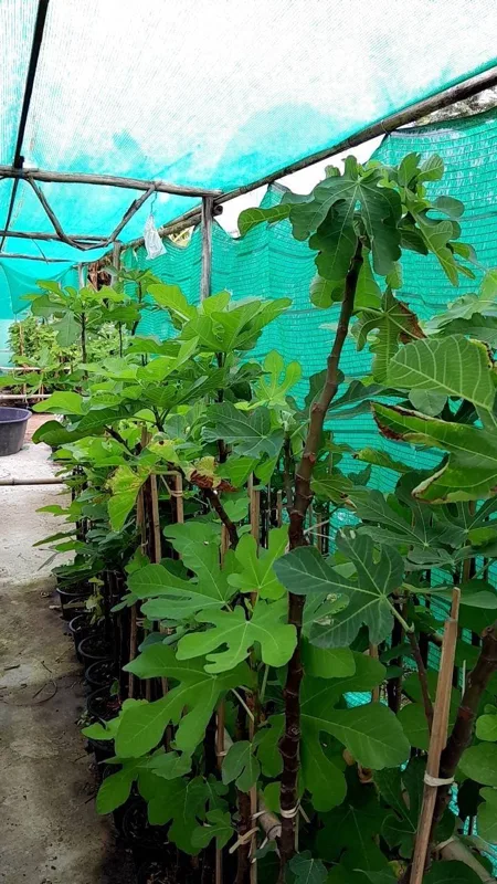 Fig trees growing under shade net