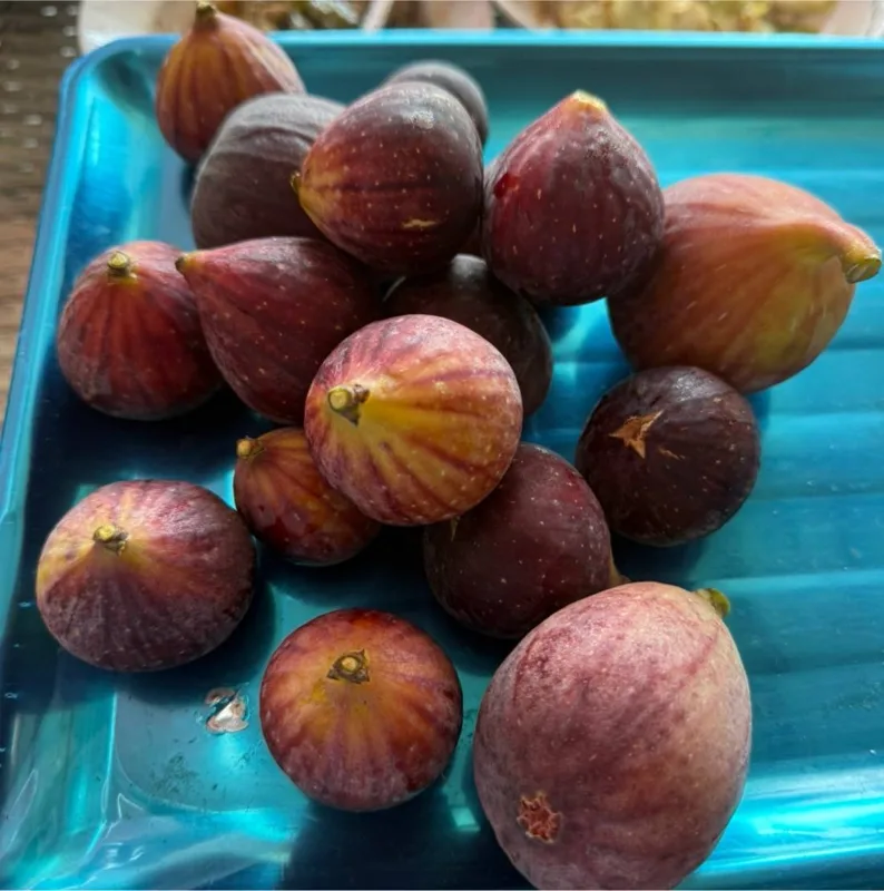 Ripe red figs, fresh from today's picking