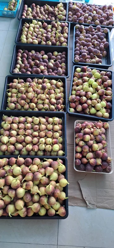 A morning harvest, sorted into trays