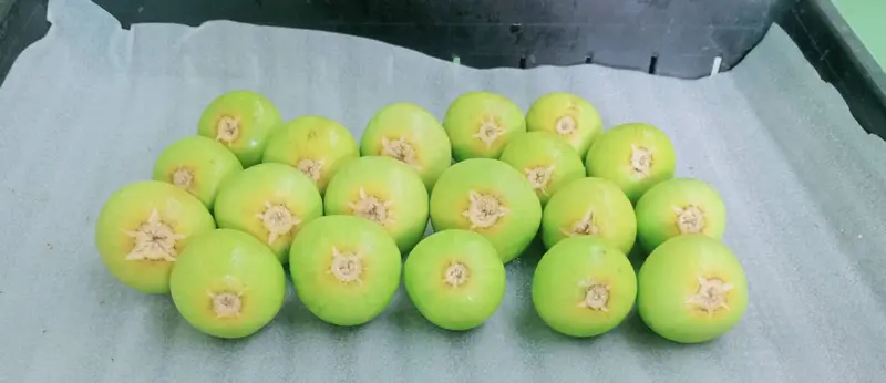 A tray of green figs
