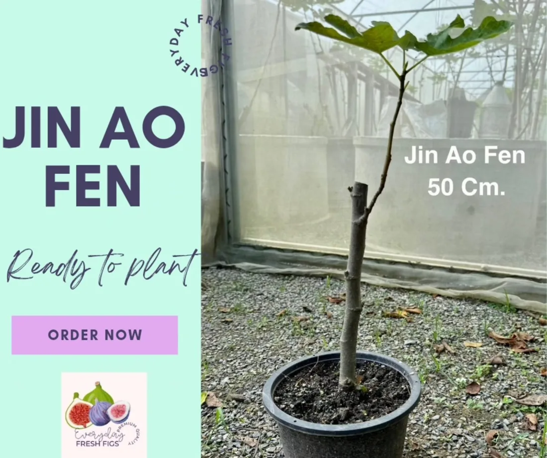 Jin Ao Fen fig sapling, 50 cm, ready to plant. Order now on LINE