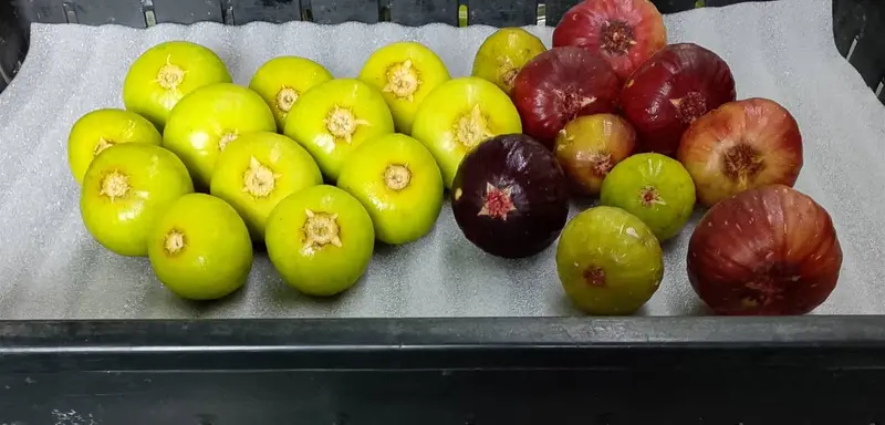 Three colours in one tray