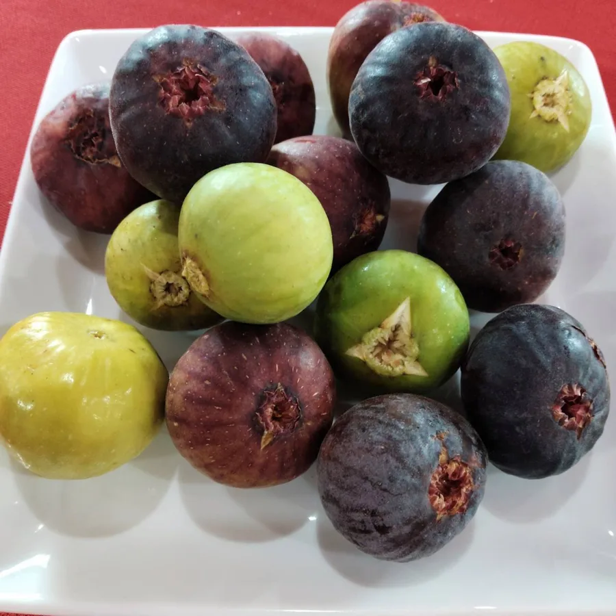 Three colours on a white plate