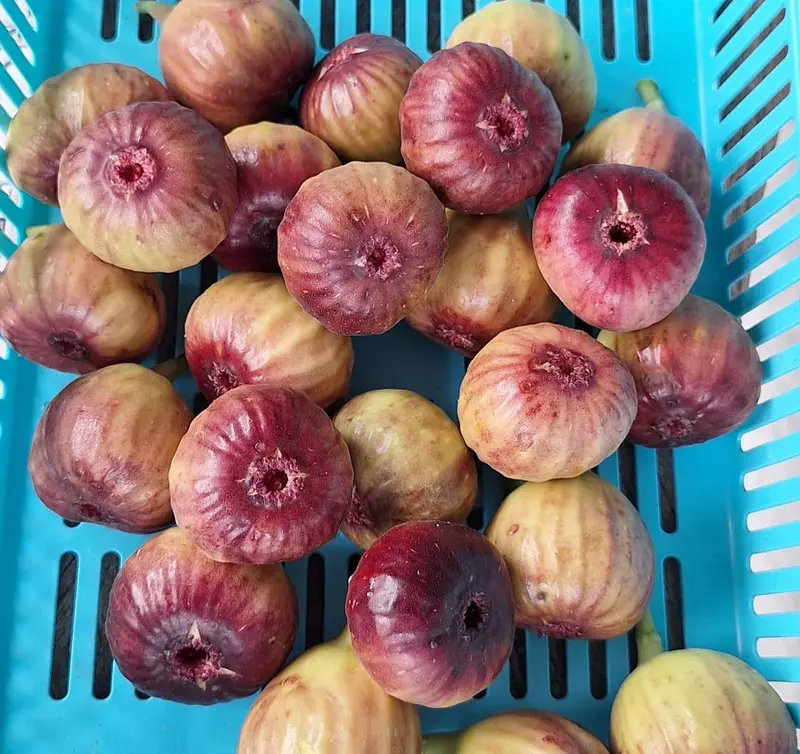 Red figs in the harvest basket