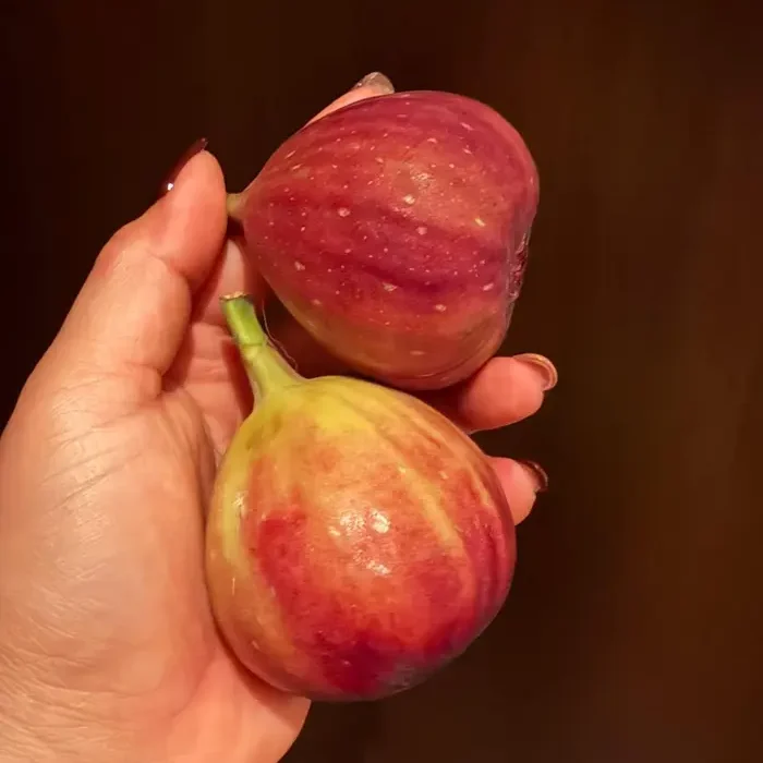 Two ripe red figs in a hand