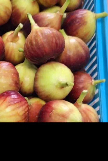 Everyday Fresh Figs, real photo